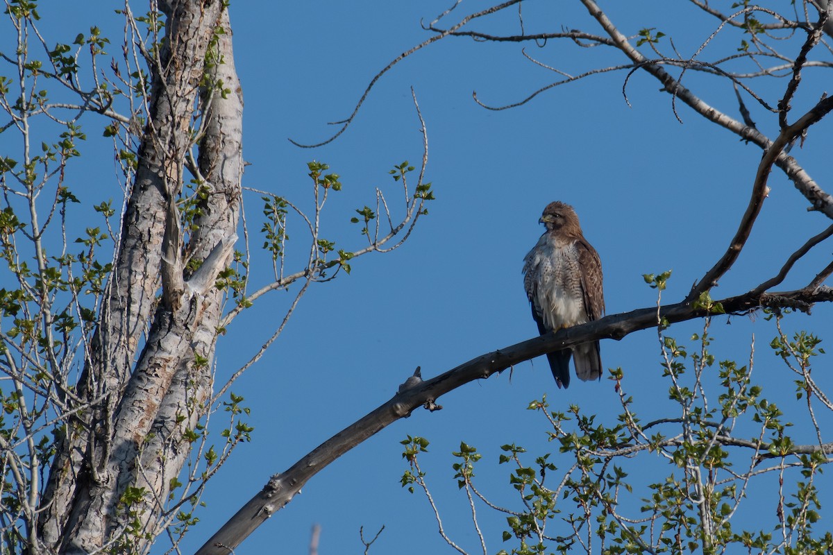 Red-tailed Hawk - Della Alcorn