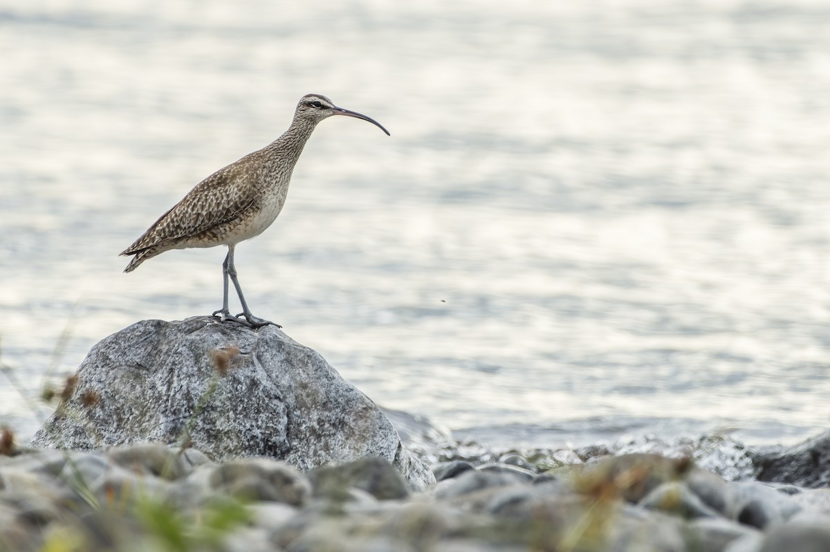 Whimbrel - ML617777904