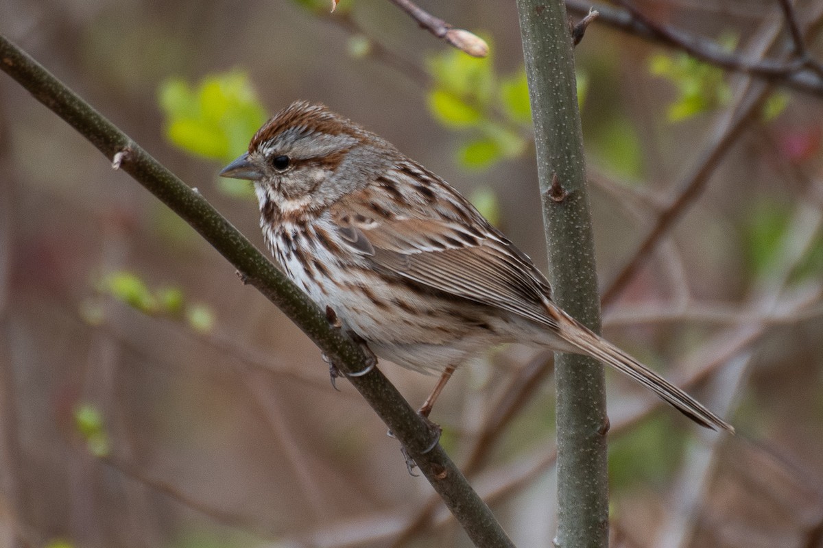 Song Sparrow - ML617777932