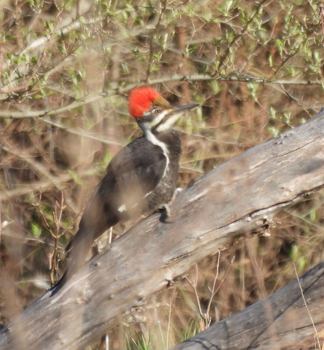 Pileated Woodpecker - ML617777933
