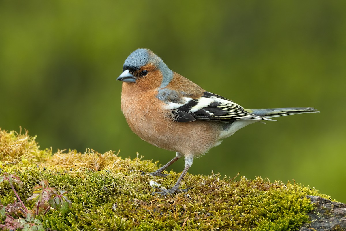 Common Chaffinch - Francesco Veronesi