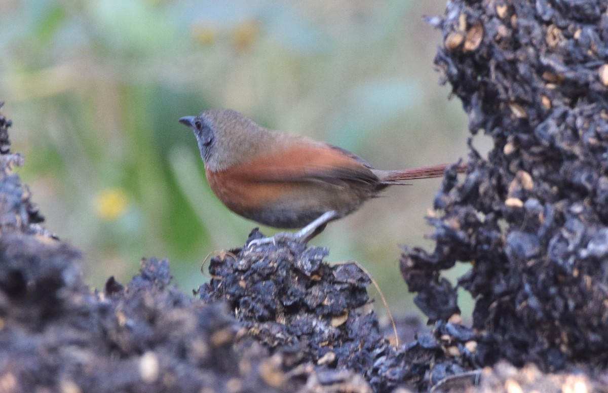 Rufous-breasted Spinetail - Zuly Escobedo / Osberto Pineda