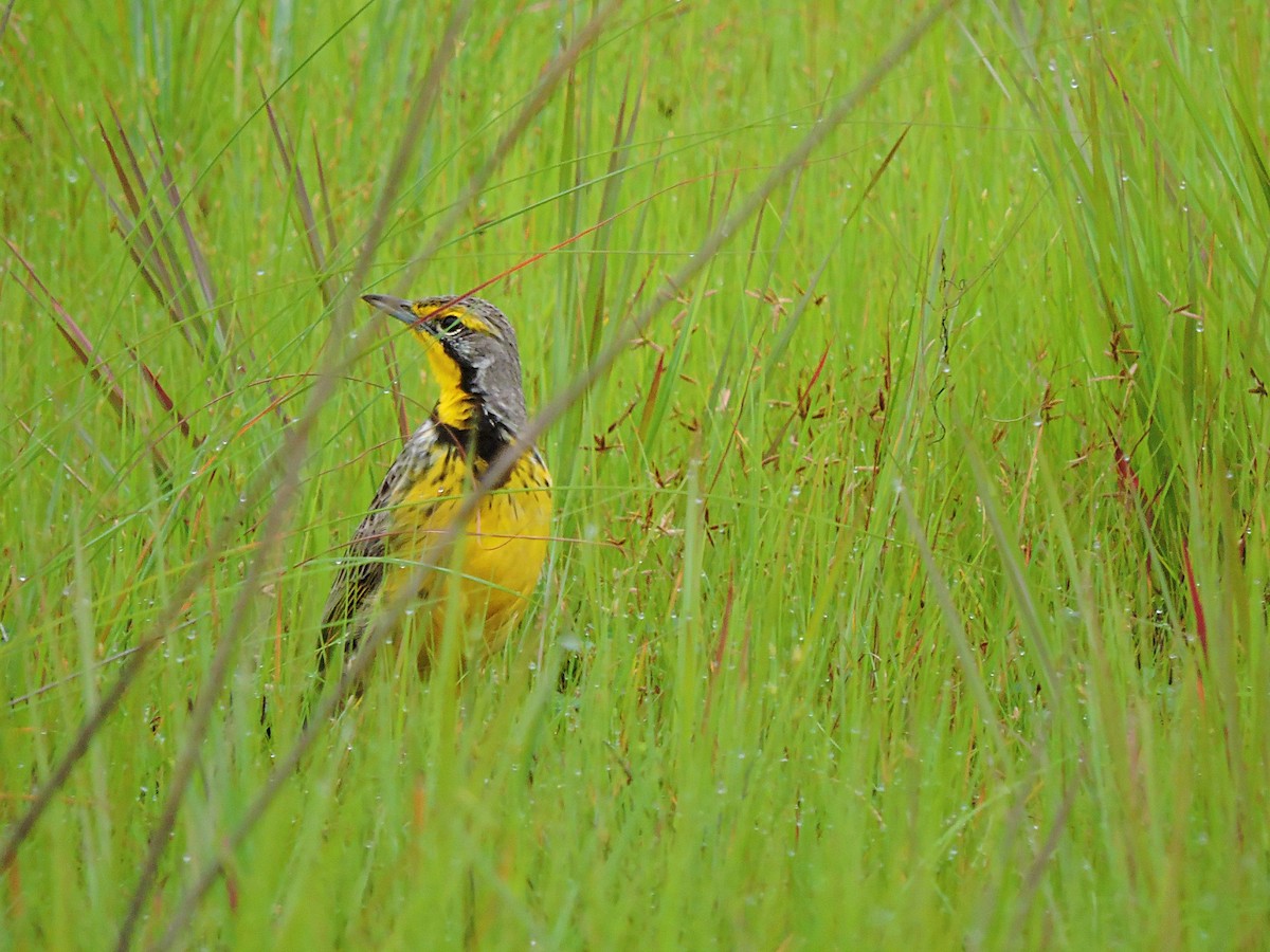 Yellow-throated Longclaw - Andrew Cauldwell