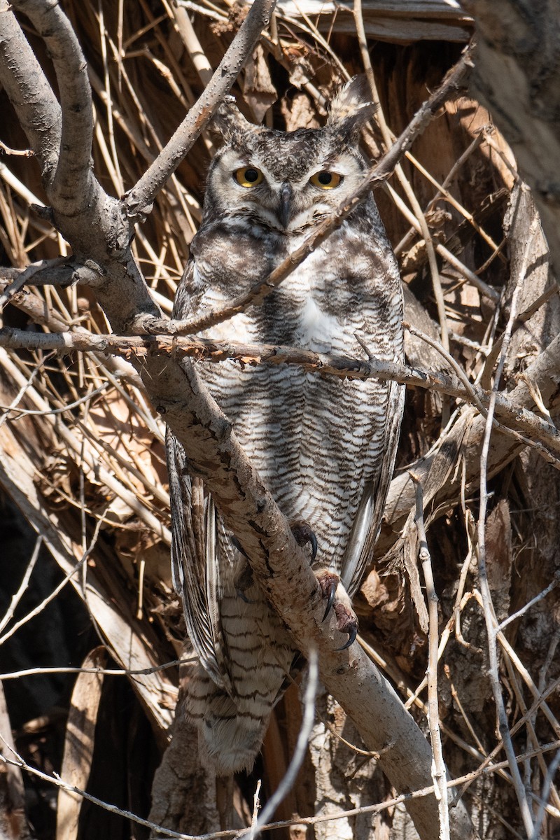 Great Horned Owl - Della Alcorn