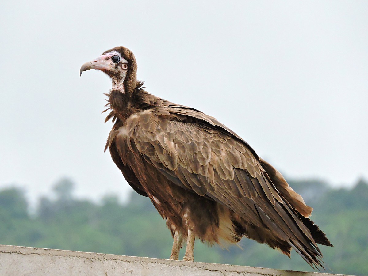 Hooded Vulture - Andrew Cauldwell