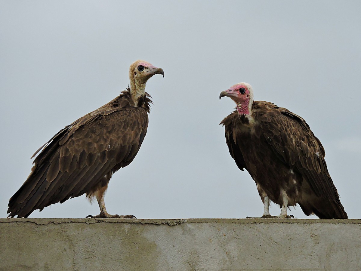 Hooded Vulture - ML617778031