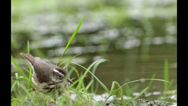 Louisiana Waterthrush - ML617778083