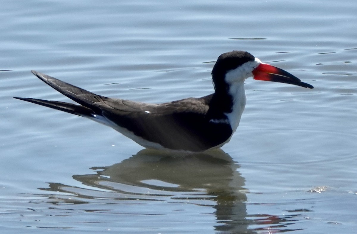 Black Skimmer - ML617778106