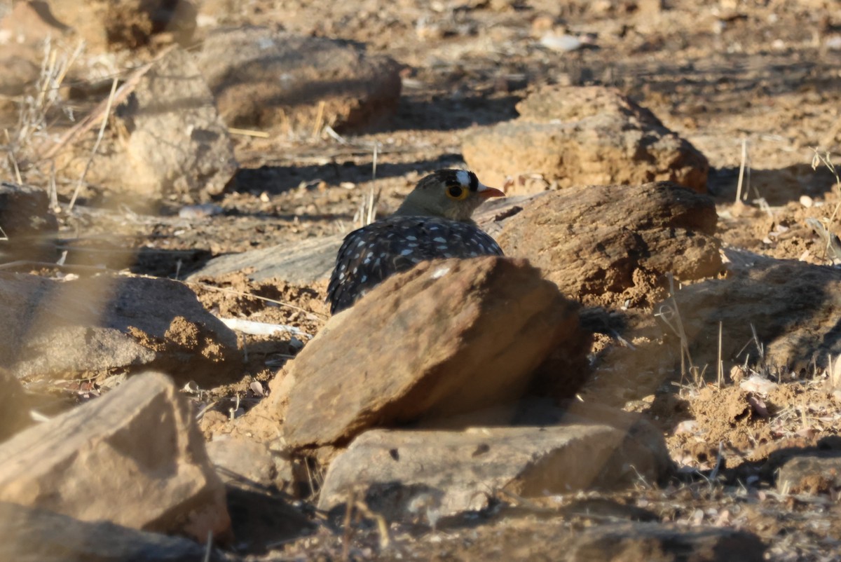 Double-banded Sandgrouse - ML617778120