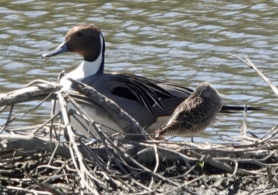 Northern Pintail - ML617778121