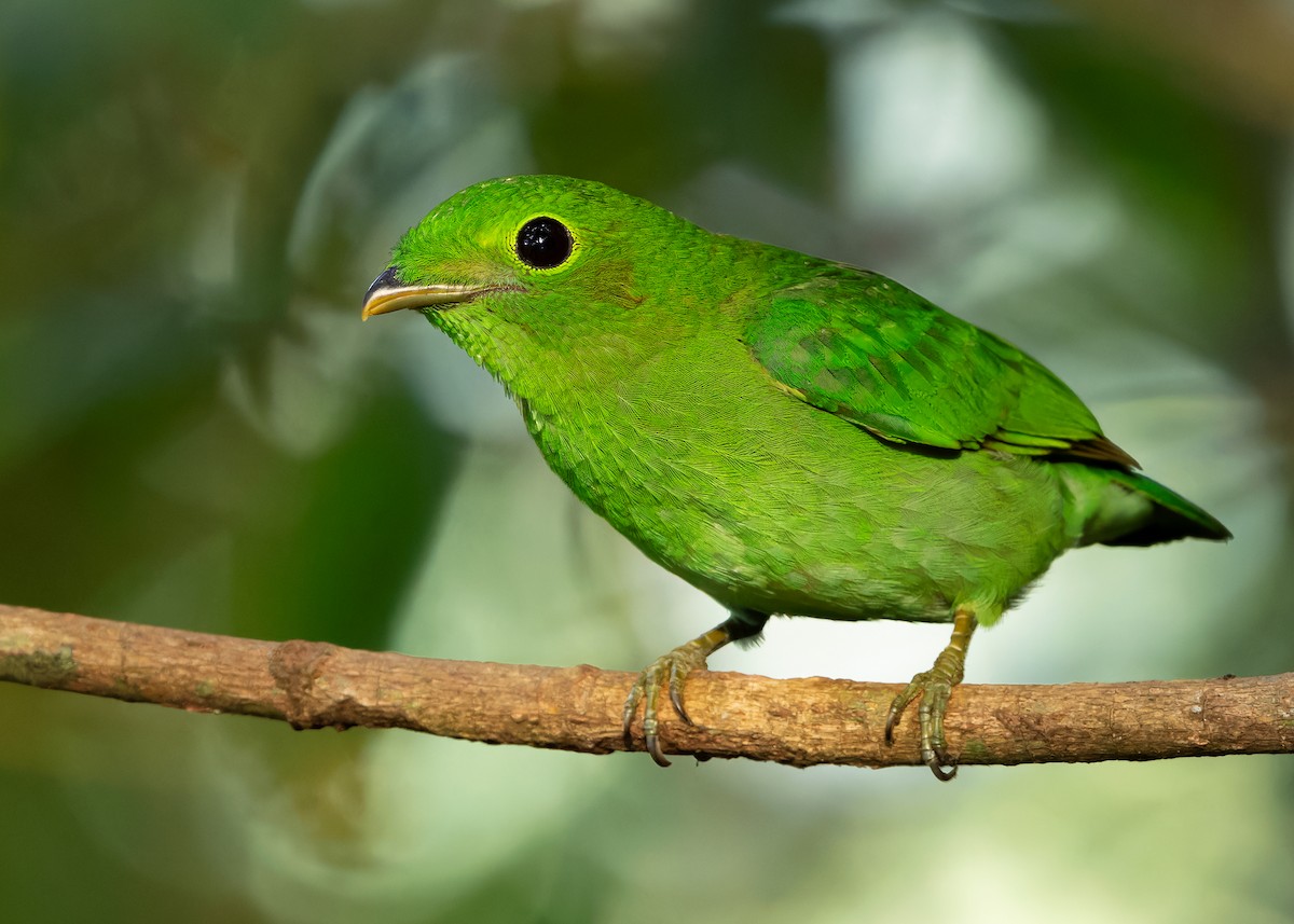 Green Broadbill - Ayuwat Jearwattanakanok