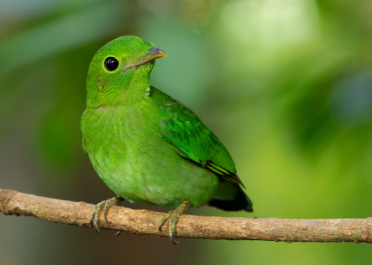 Green Broadbill - Ayuwat Jearwattanakanok