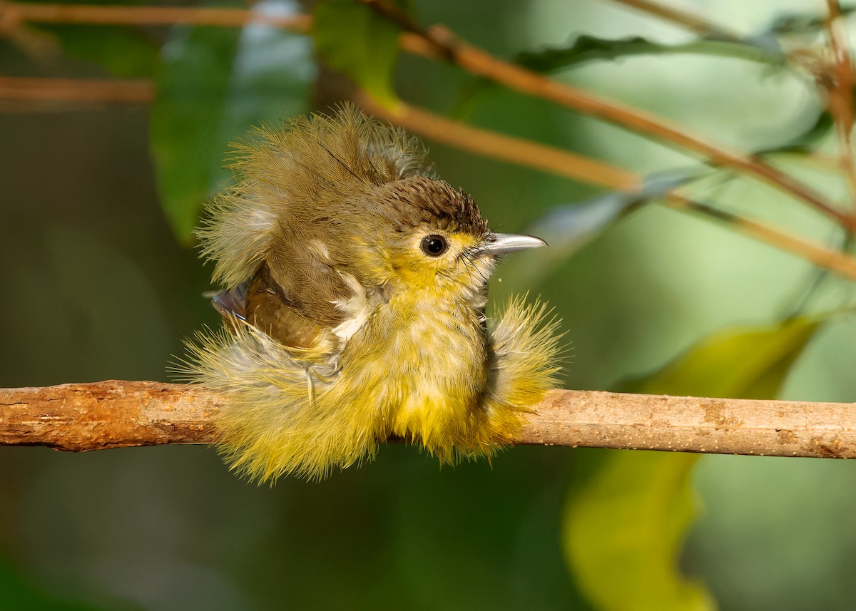 Hairy-backed Bulbul - Ayuwat Jearwattanakanok