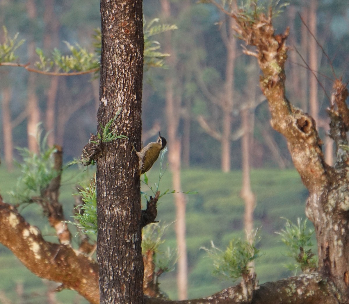 Streak-throated Woodpecker - ML617778201