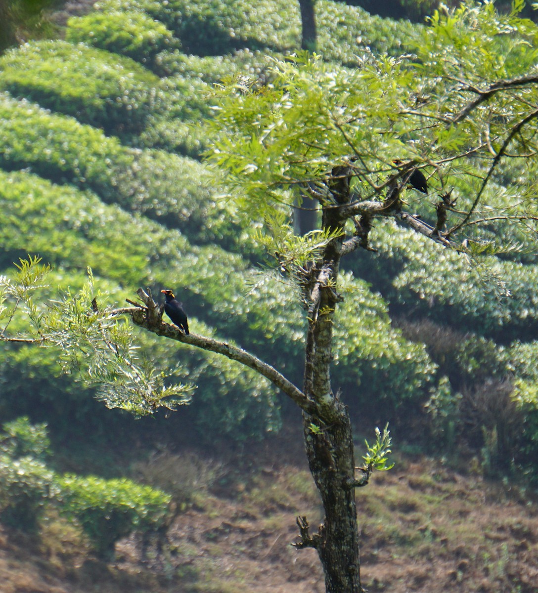 Southern Hill Myna - Srinidhi Kannan