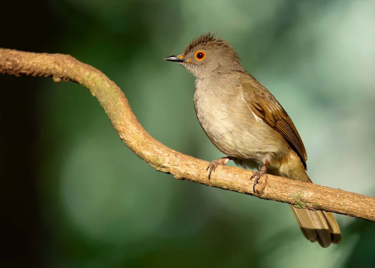 Spectacled Bulbul - Ayuwat Jearwattanakanok