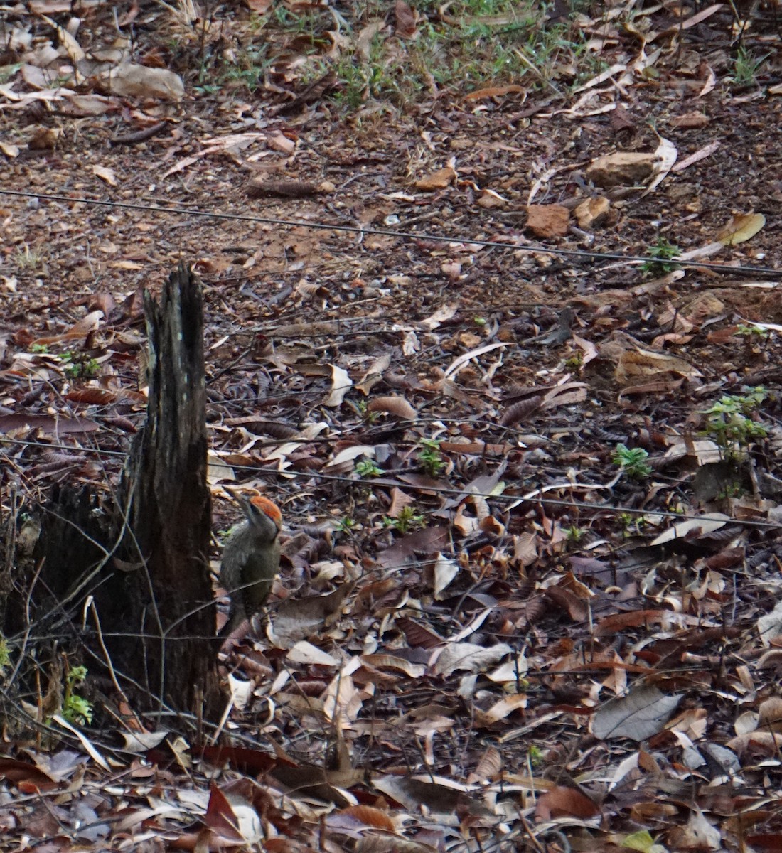 Streak-throated Woodpecker - ML617778212