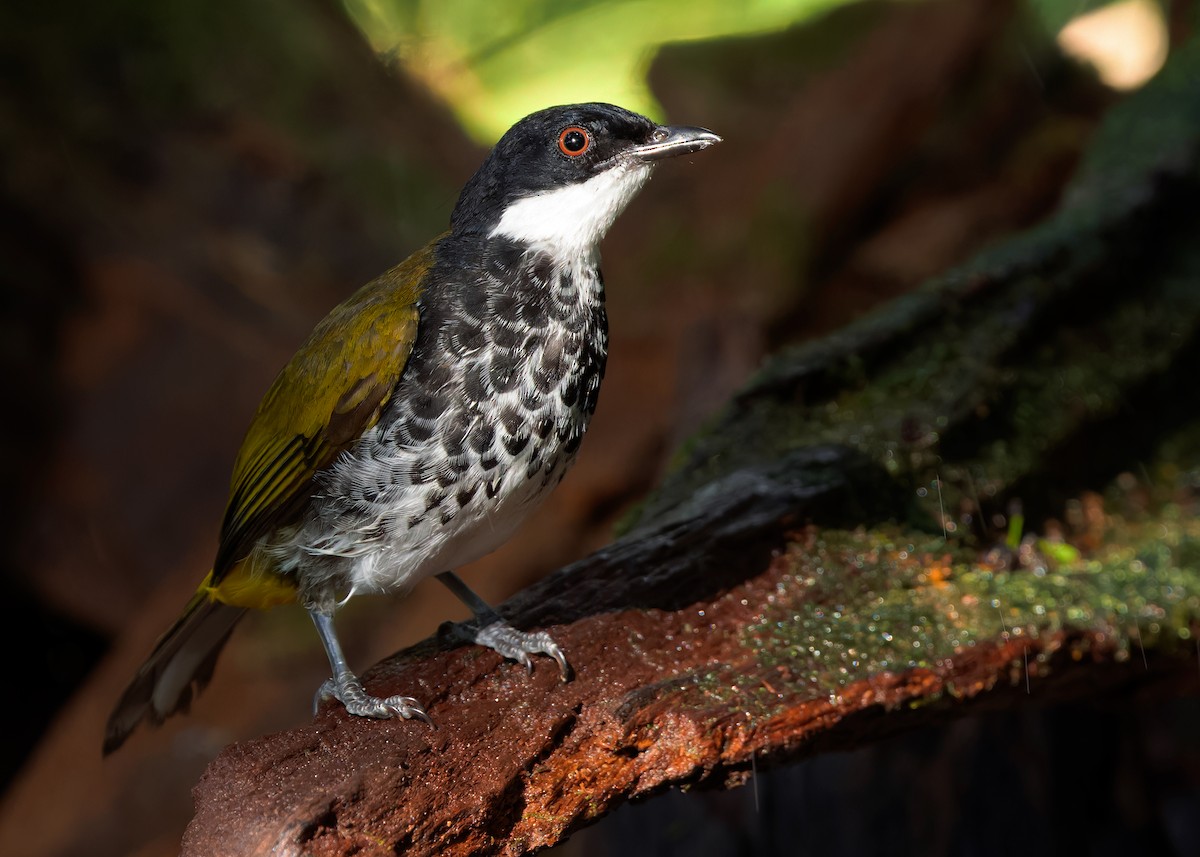 Scaly-breasted Bulbul - Ayuwat Jearwattanakanok