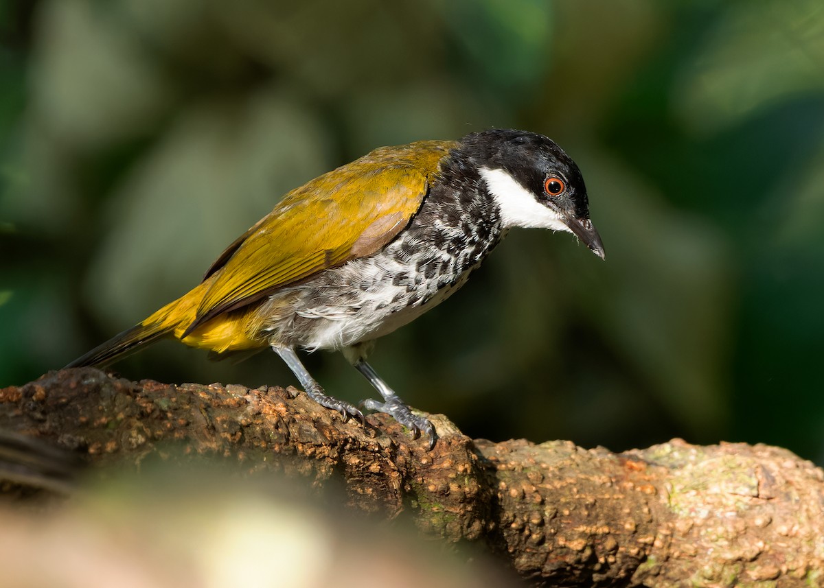 Scaly-breasted Bulbul - Ayuwat Jearwattanakanok