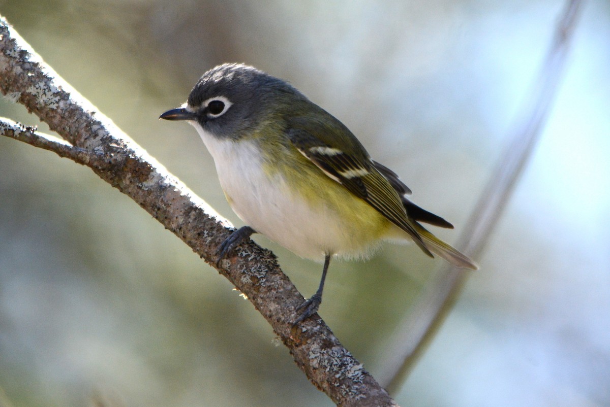 Blue-headed Vireo - ML617778229