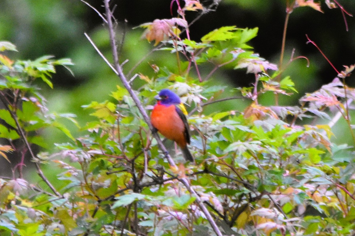 Painted Bunting - ML617778238