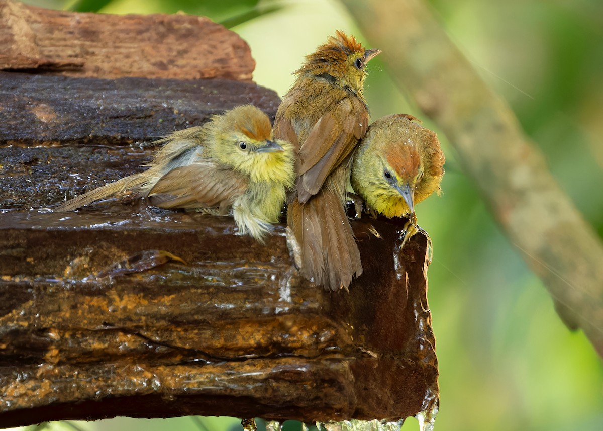 Pin-striped Tit-Babbler (Pin-striped) - ML617778256