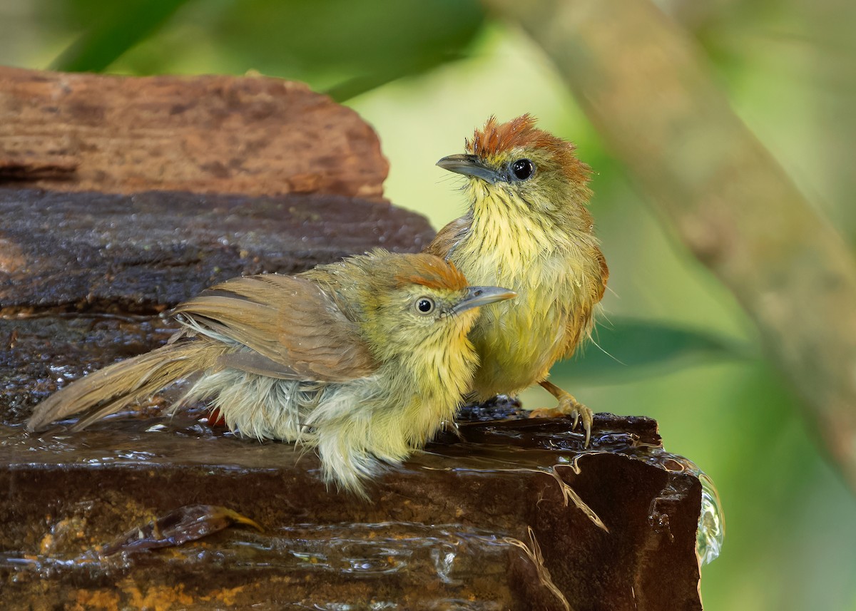 Pin-striped Tit-Babbler (Pin-striped) - ML617778257