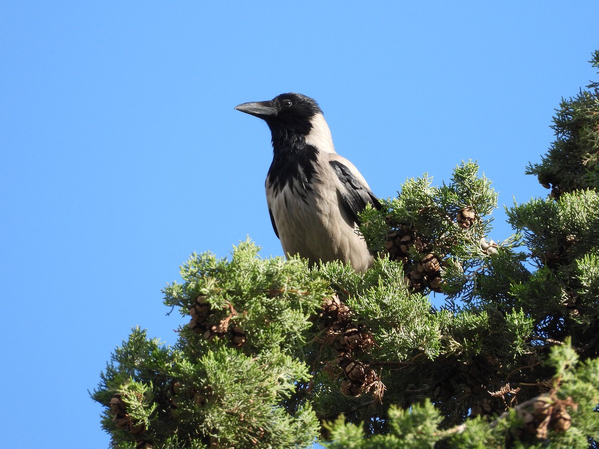 Hooded Crow - Steve Houston