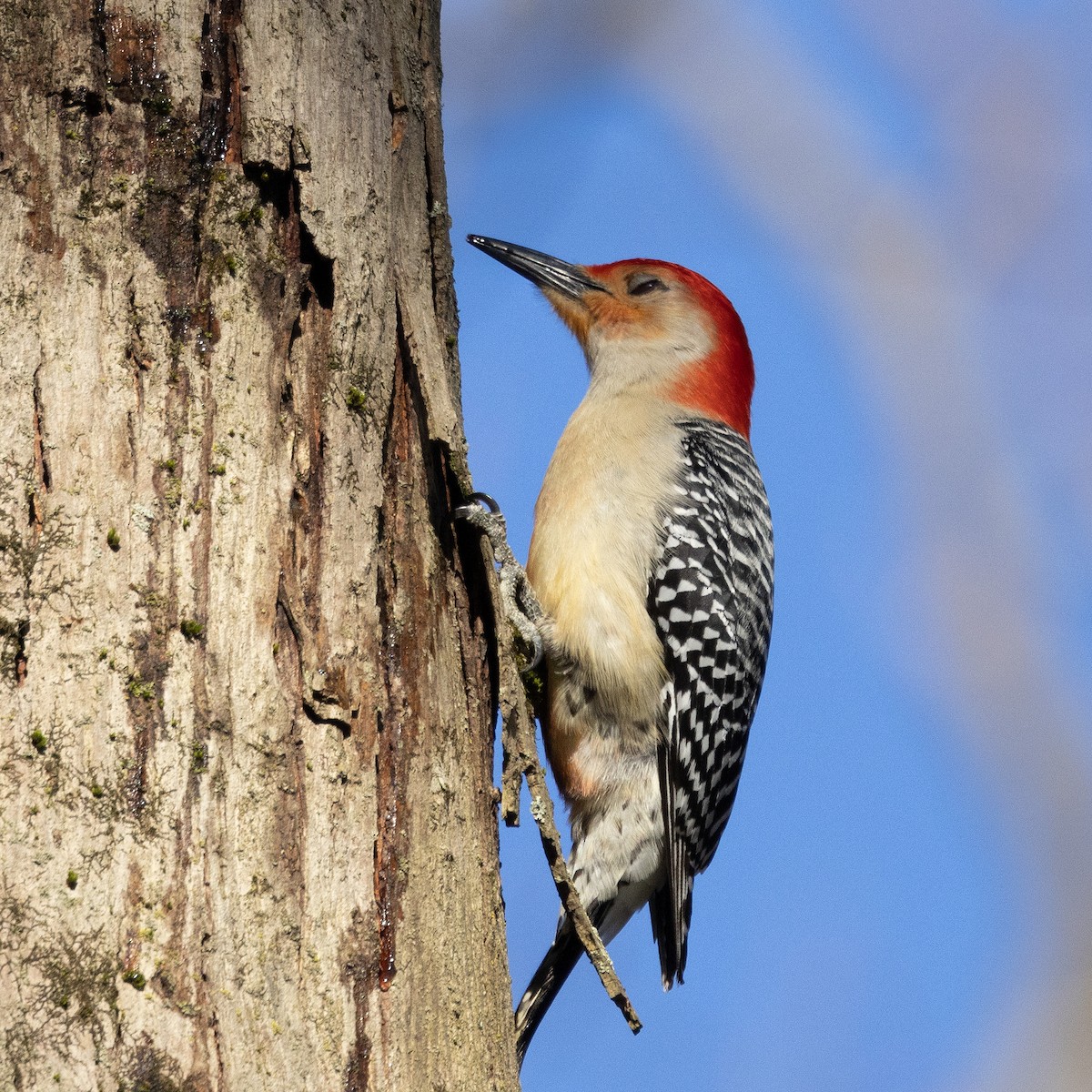 Red-bellied Woodpecker - ML617778277