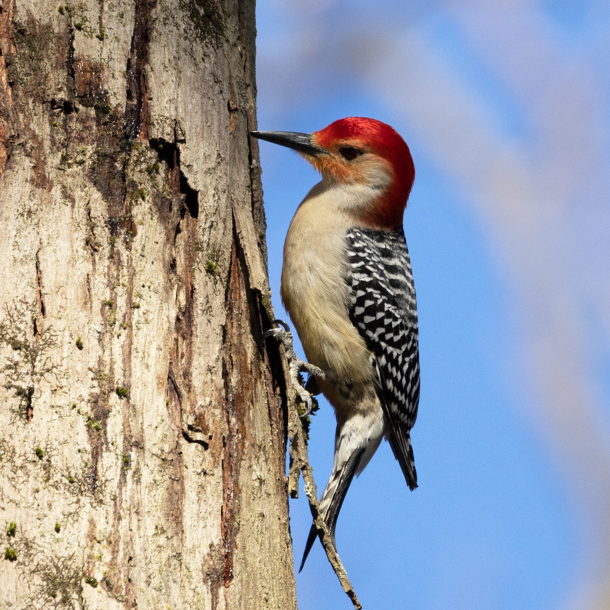 Red-bellied Woodpecker - ML617778279