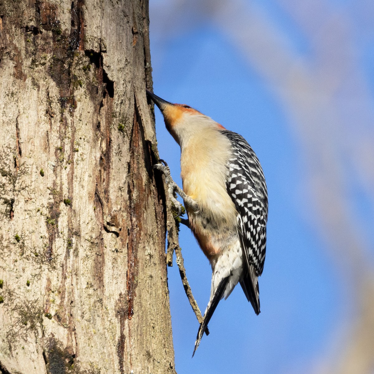 Red-bellied Woodpecker - ML617778285