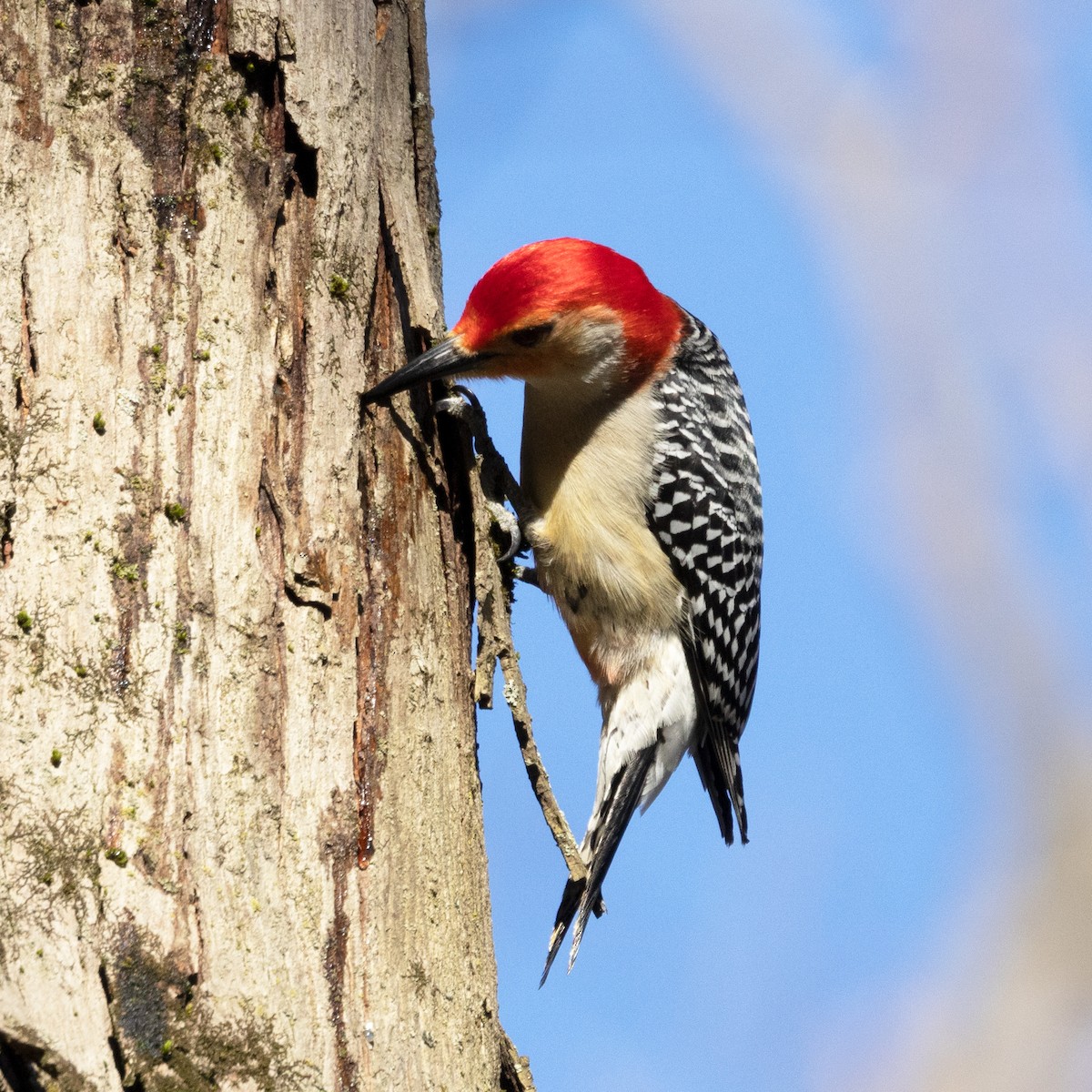 Red-bellied Woodpecker - ML617778289
