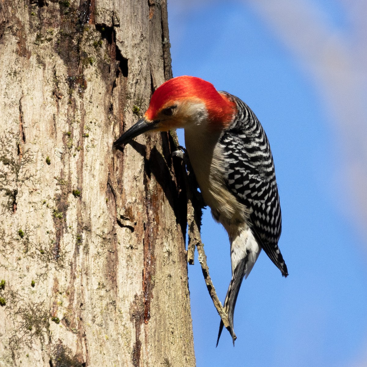 Red-bellied Woodpecker - ML617778292