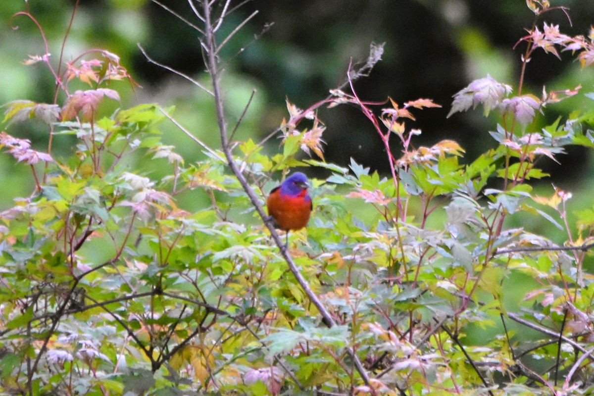 Painted Bunting - ML617778295