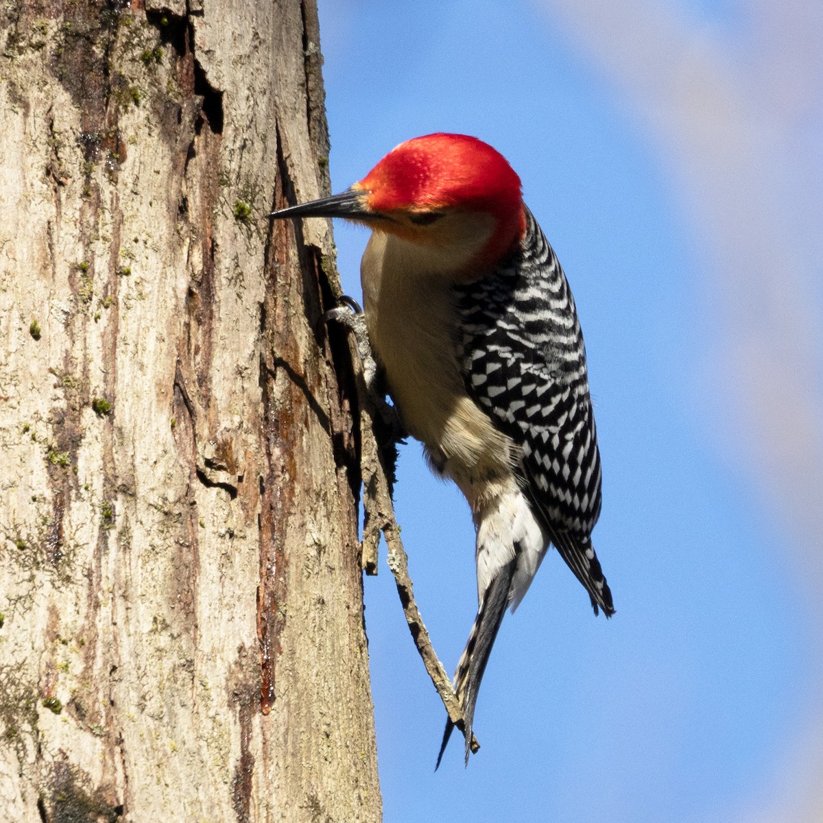 Red-bellied Woodpecker - ML617778297