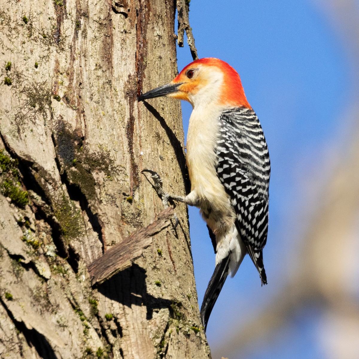 Red-bellied Woodpecker - ML617778315