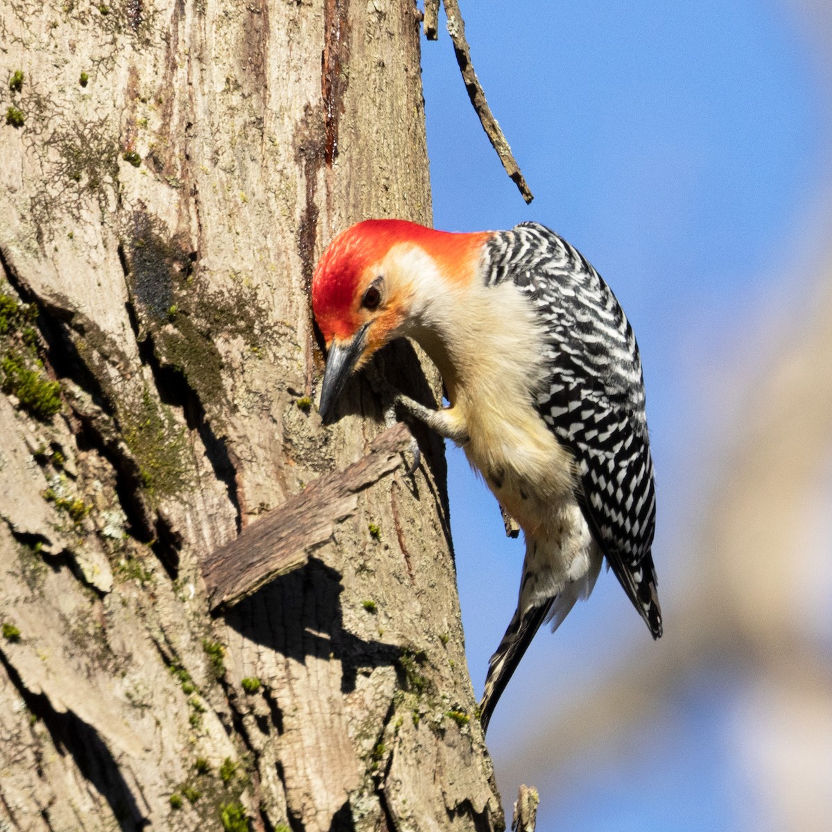 Red-bellied Woodpecker - ML617778320