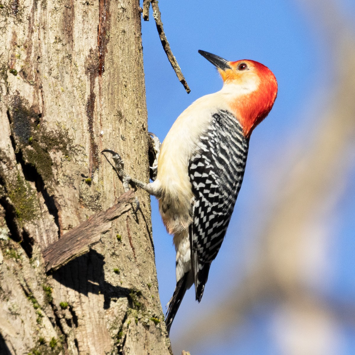 Red-bellied Woodpecker - ML617778321