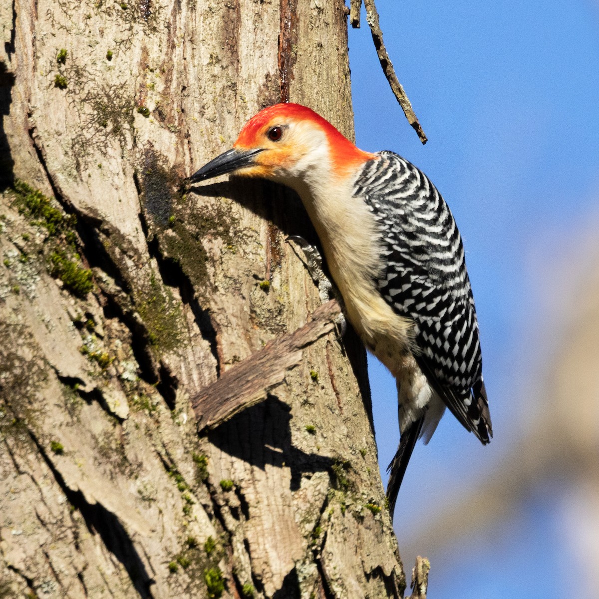 Red-bellied Woodpecker - ML617778331