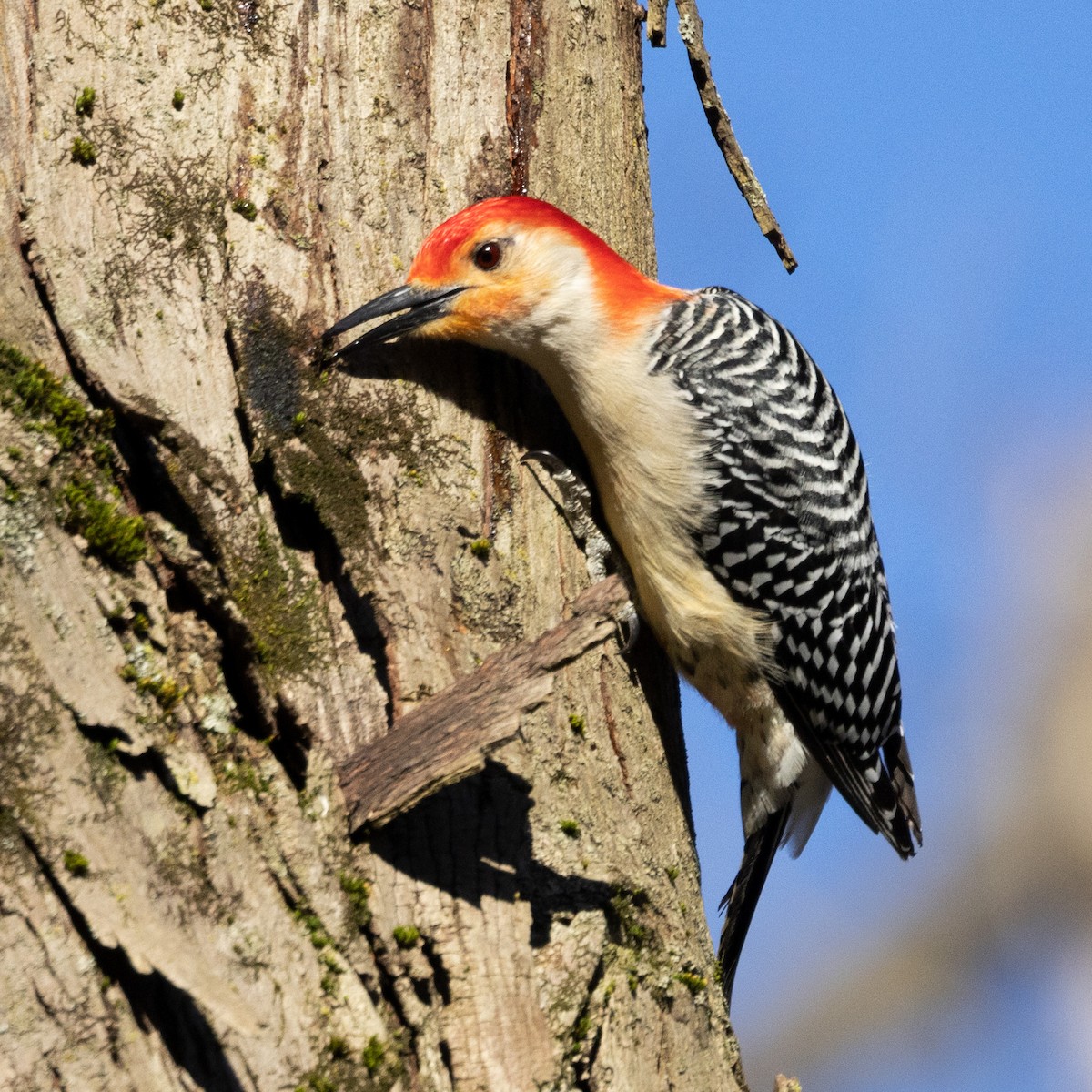 Red-bellied Woodpecker - ML617778341
