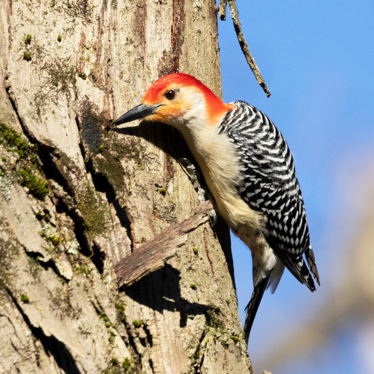 Red-bellied Woodpecker - ML617778343
