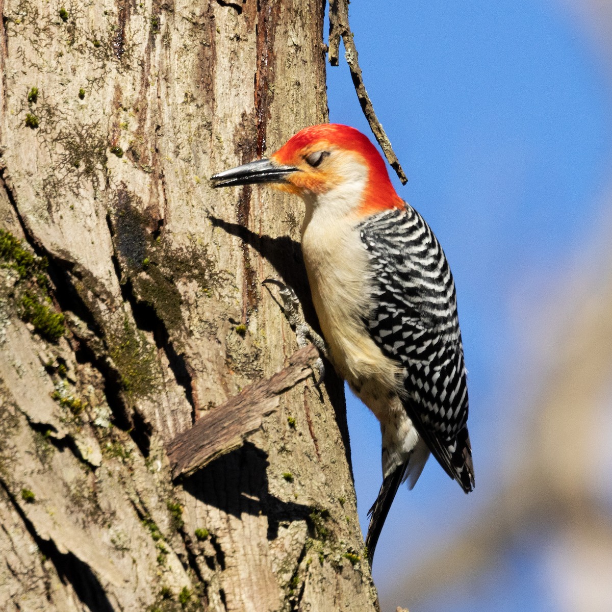 Red-bellied Woodpecker - ML617778347