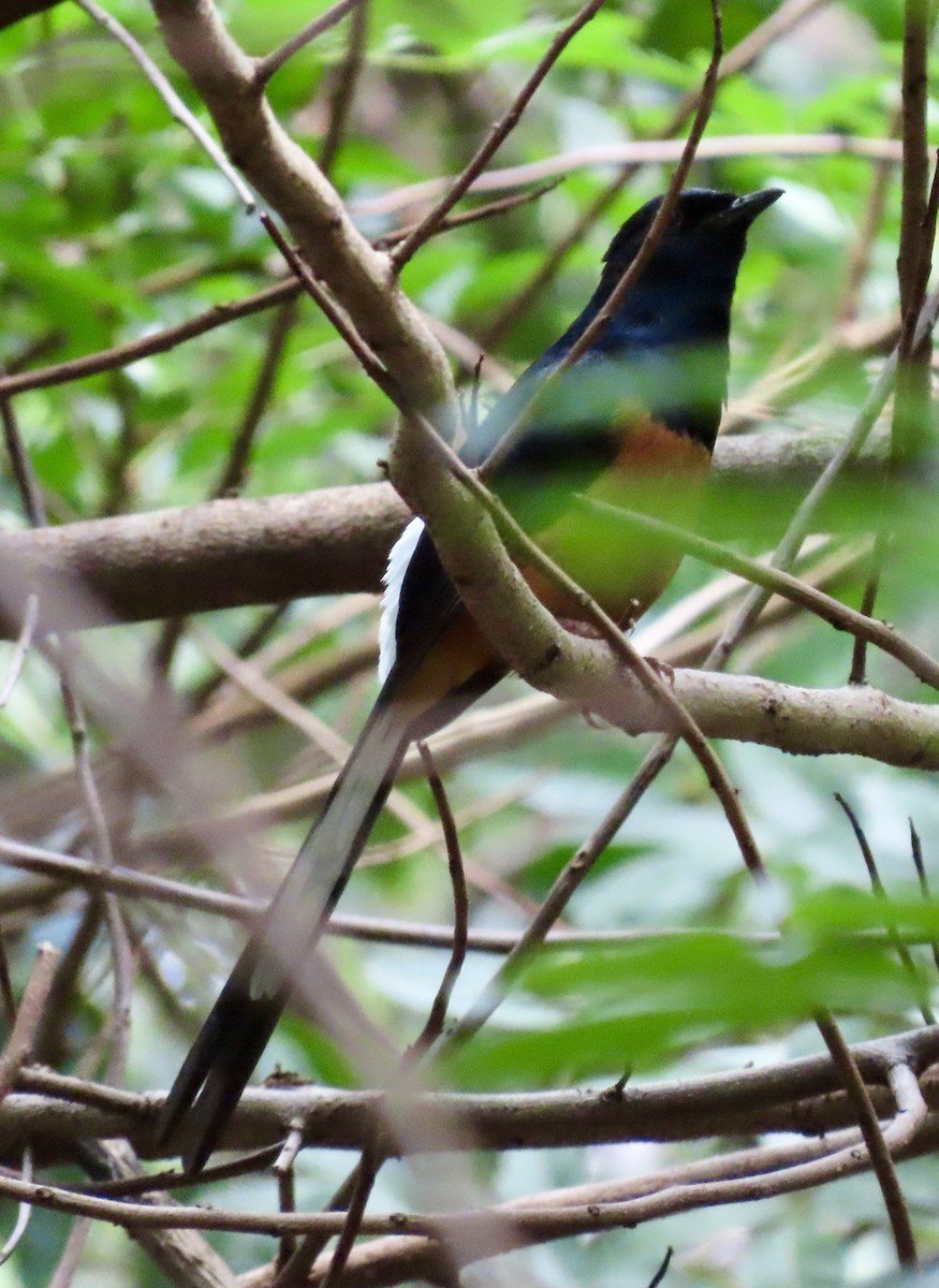 White-rumped Shama - Suzanne Roberts