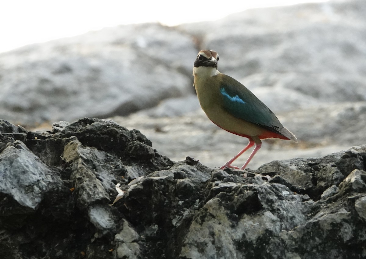 Fairy Pitta - David Diller