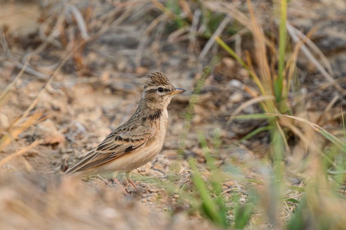 Hume's Lark - Sudhir Paul