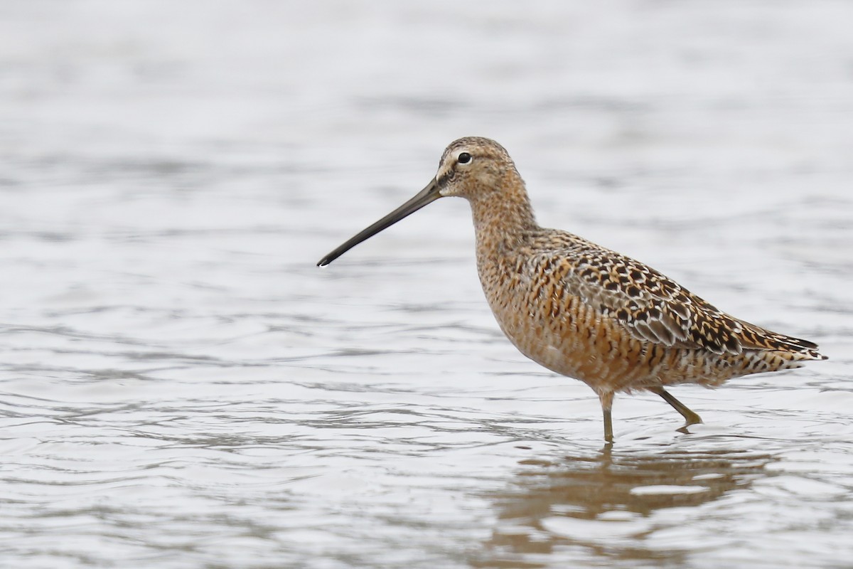 Long-billed Dowitcher - ML617778598