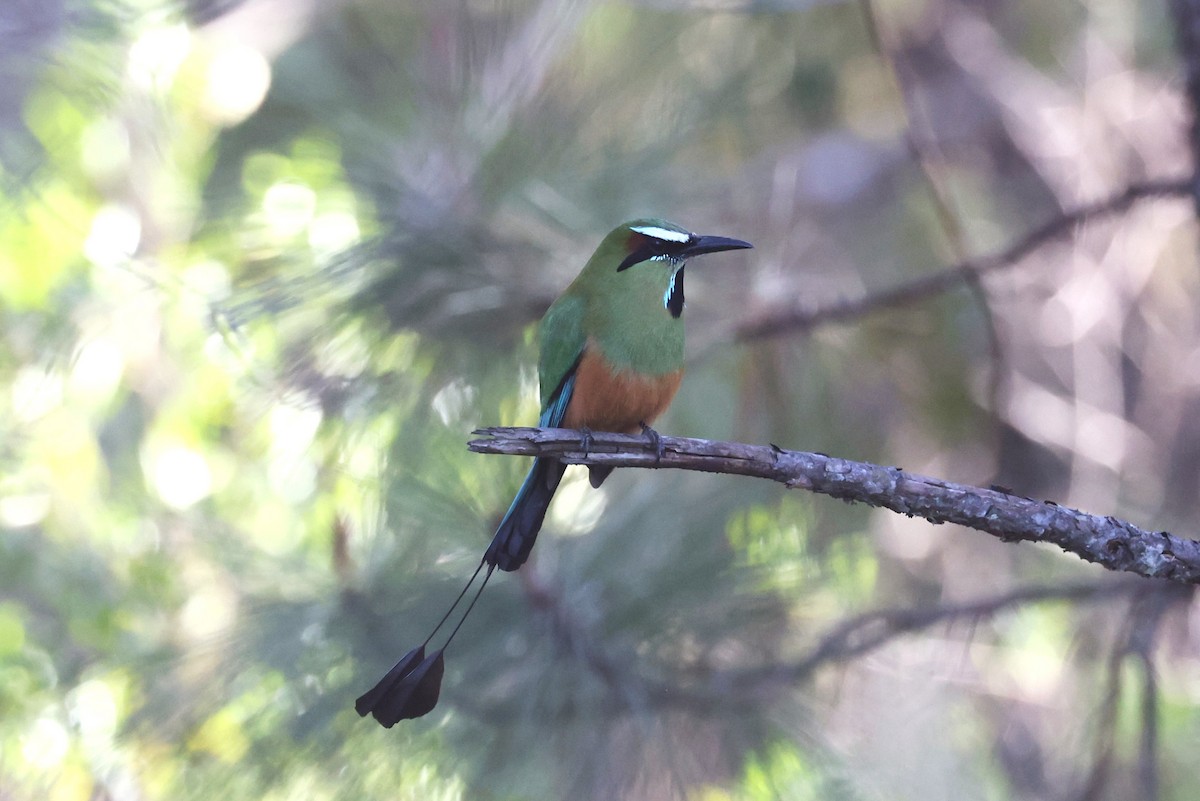 Turquoise-browed Motmot - ML617778602