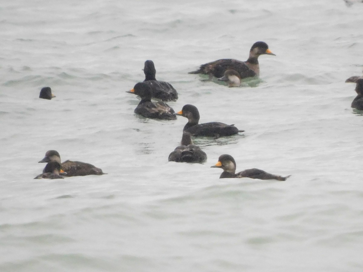 Black Scoter - ML617778619