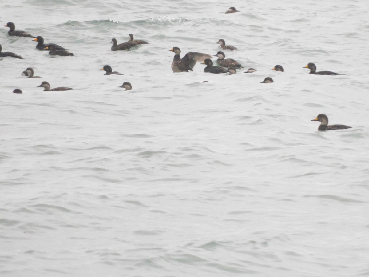 Black Scoter - ML617778620