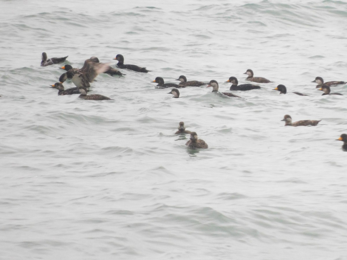 Black Scoter - ML617778621